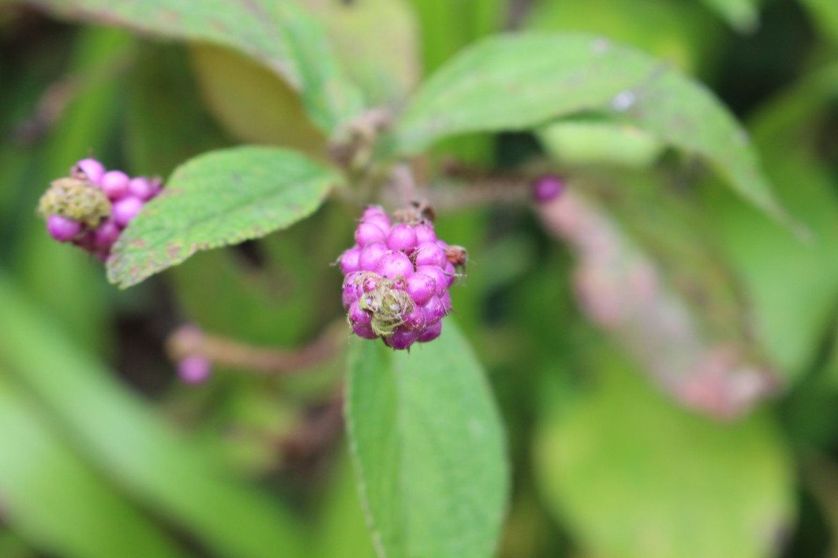 Lantana trifolia L.